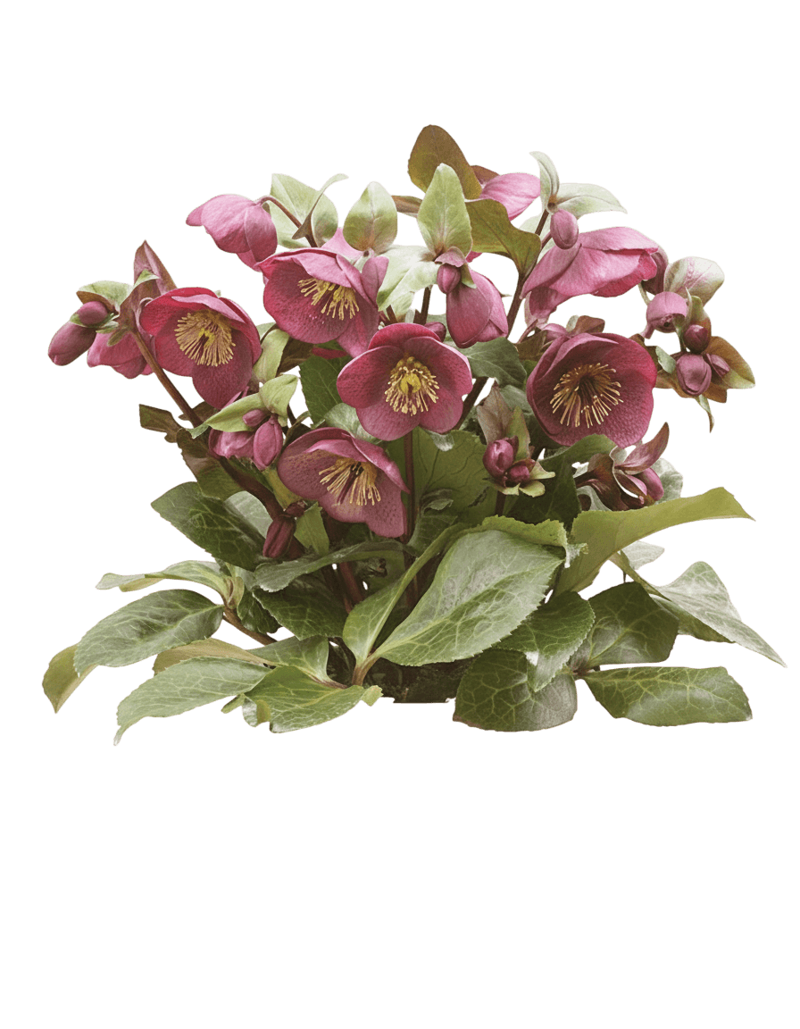 Lenten Rose Pp29873 (Helleborus Frostkiss Winter Angels Charmer) - Perennials