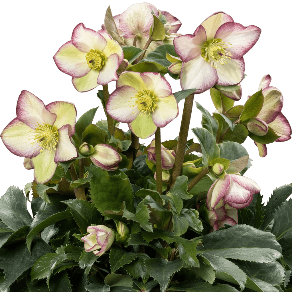 Helleborus Gold Collection® Lenten Rose (Helleborus Hgc® Ice N Roses® Frosted Rose) - Perennials