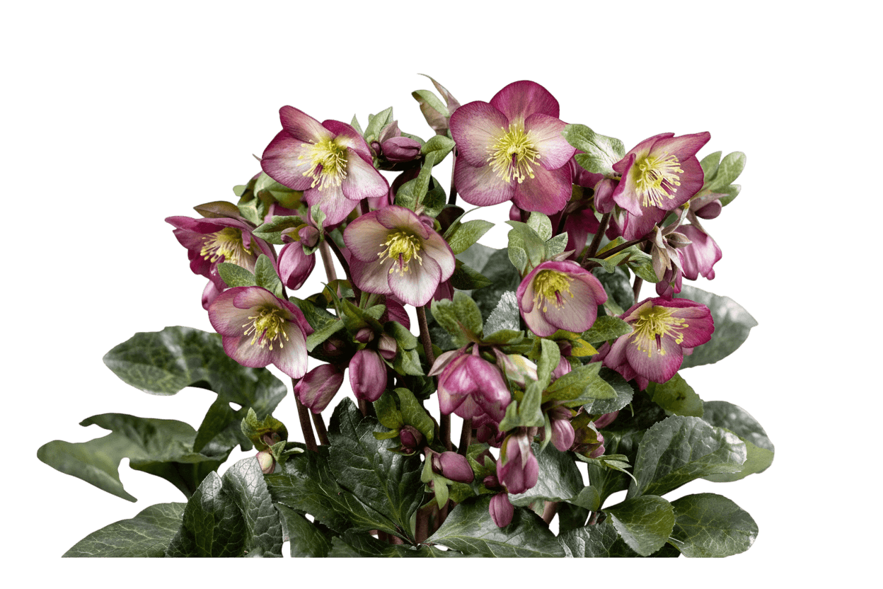 Helleborus Gold Collection® Lenten Rose (Helleborus Hgc® Ice N Roses® Mary Marble) - Perennials