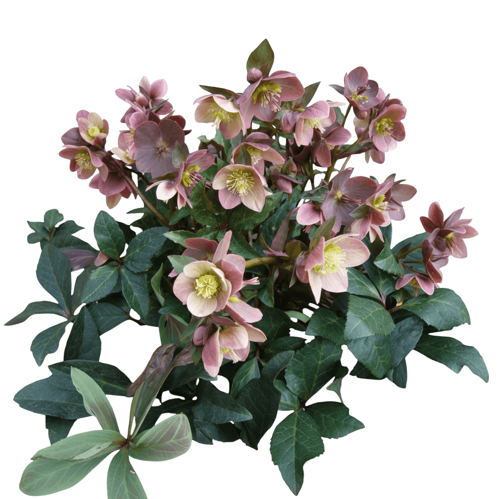 Merlin Lenten Rose (Helleborus X Ballardiae Hgc Merlin 'Coseh 810') - Perennials