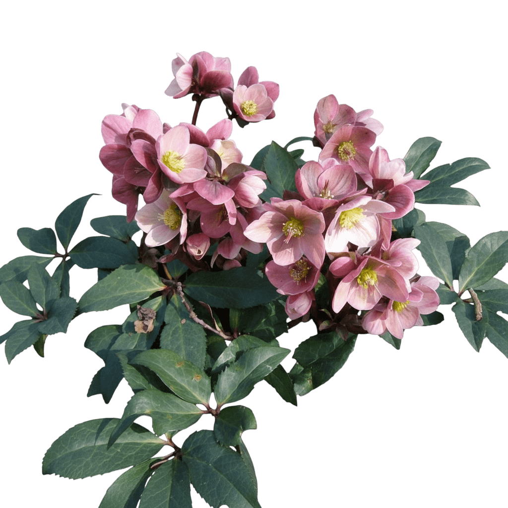Pink Frost Lenten Rose (Helleborus X Ballardiae Hgc Pink Frost 'Coseh 710') - Perennials