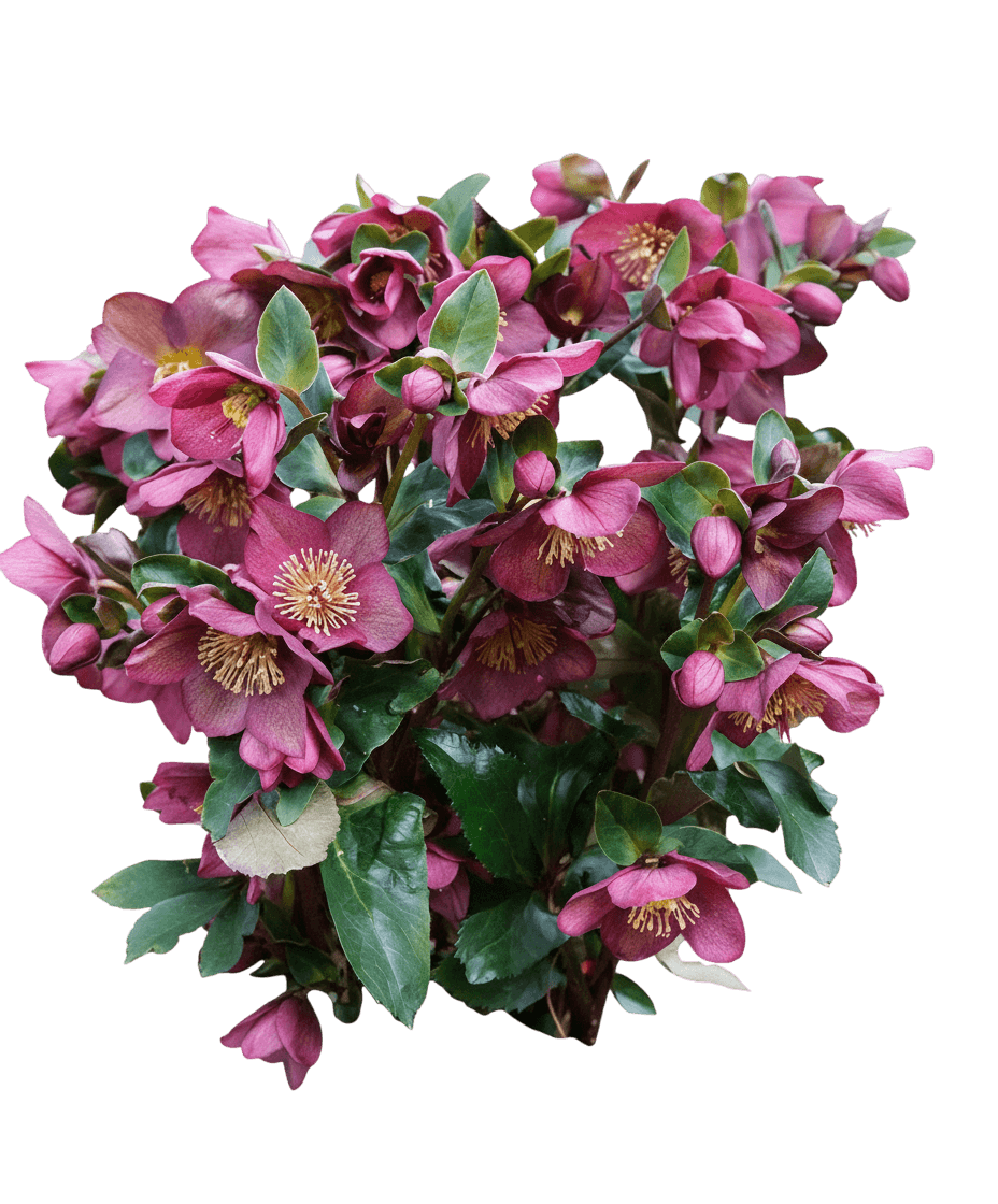 Ice N' Roses® Red Lenten Red (Helleborus X G. Hgc Ice N' Roses Red 'Coseh 4100') - Perennials