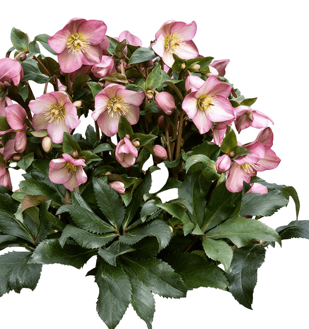ice n' roses® rose lenten rose (Helleborus X G. Hgc Ice N' Roses Rose 'Coseh 4200') - Perennials