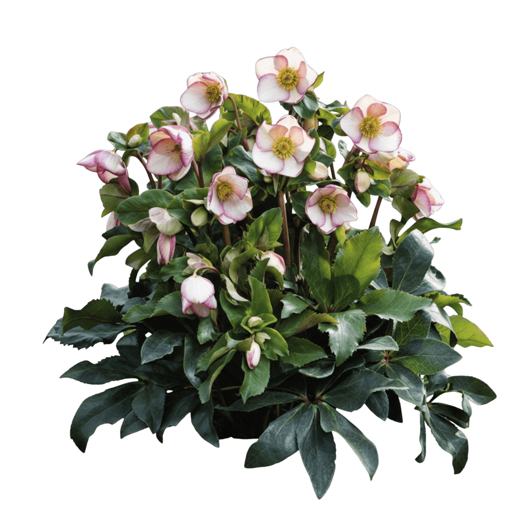 Ice N' Roses® Purple Sunrise Lenten Rose (Helleborus X G. Ice N' Roses Purple Sunrise 'Hgc') - Perennials