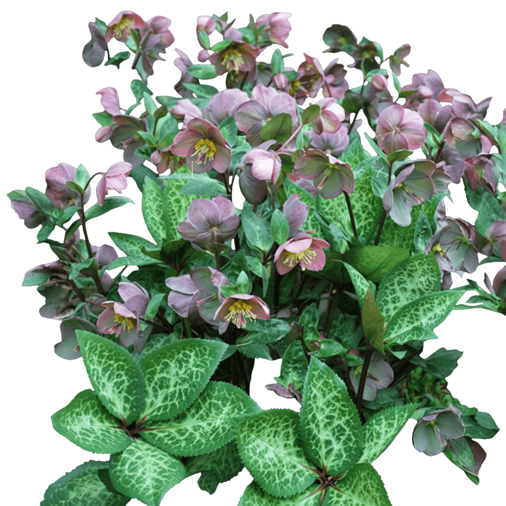 Frostkiss® Penny'S Pink® Lenten Rose (Helleborus X Hybridus Penny'S Pink 'Abcrd01') - Perennials