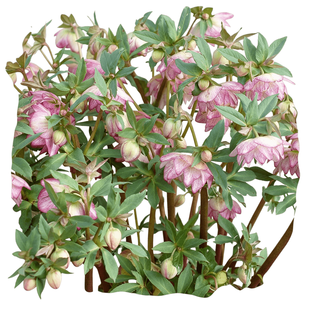Lenten (Helleborus X Hybridus Winter Jewels® ‘Rose Quartz’) - Perennials