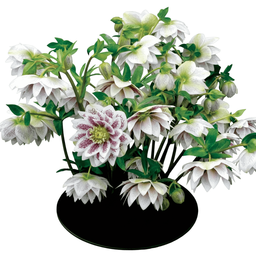 Lenten Rose (Helleborus X Hybridus Winter Jewels® 'Double Painted’) - Perennials