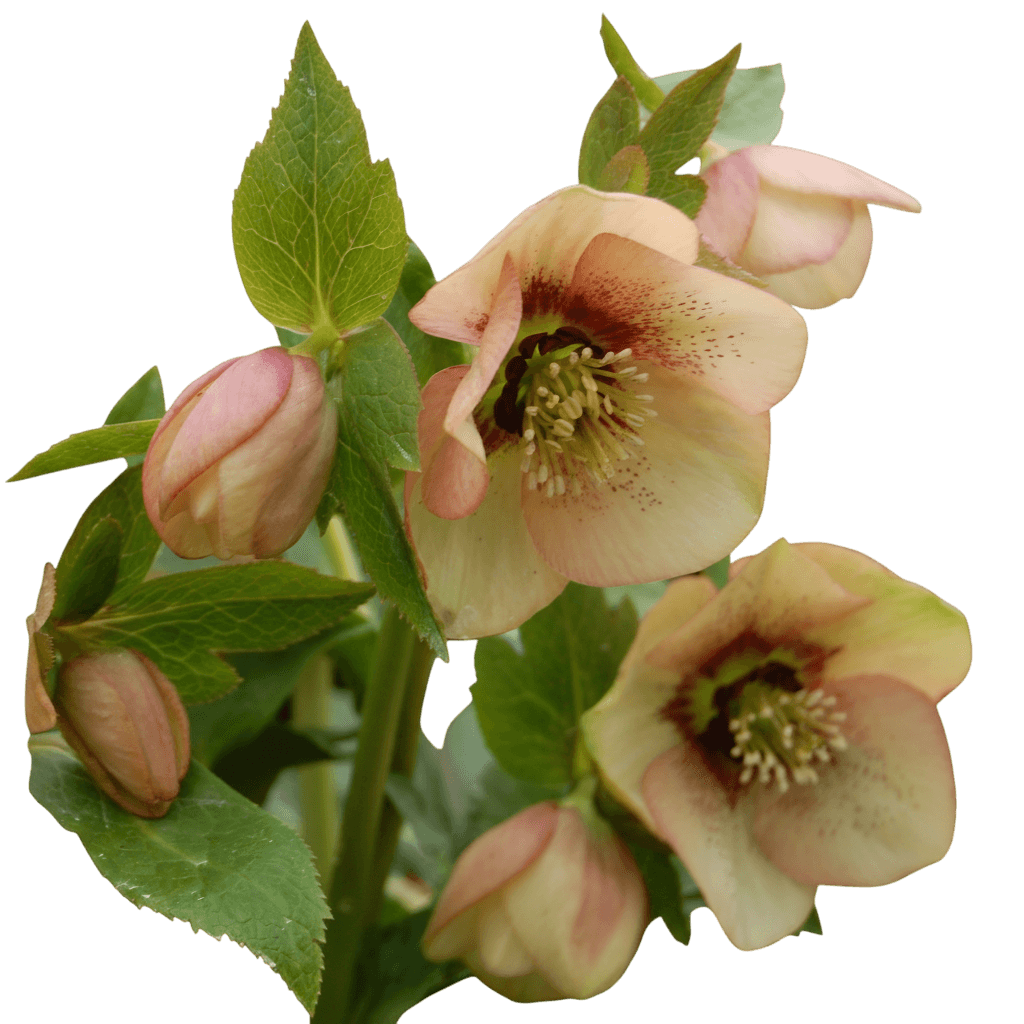 Lenten Rose (Helleborus X Hybridus Winter Jewels® 'Apricot Blush') - Perennials