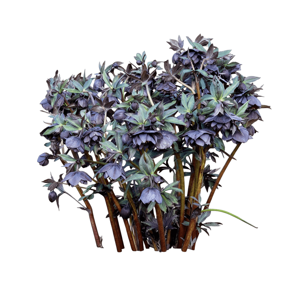 Lenten Rose (Helleborus X Hybridus Winter Jewels® 'Cotton Candy') - Perennials