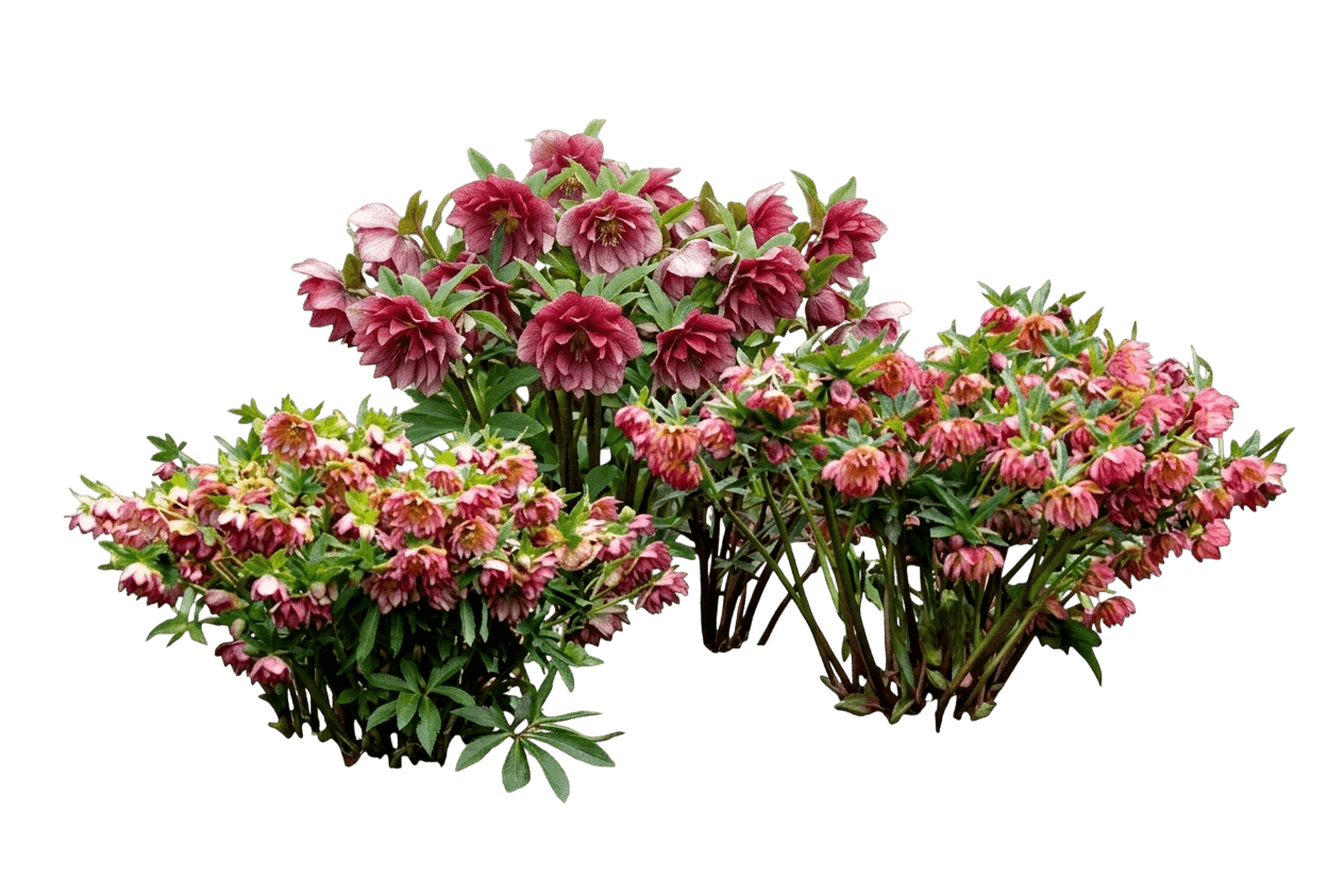 Lenten Rose (Helleborus X Hybridus Winter Jewels® 'Fire And Ice') - Perennials