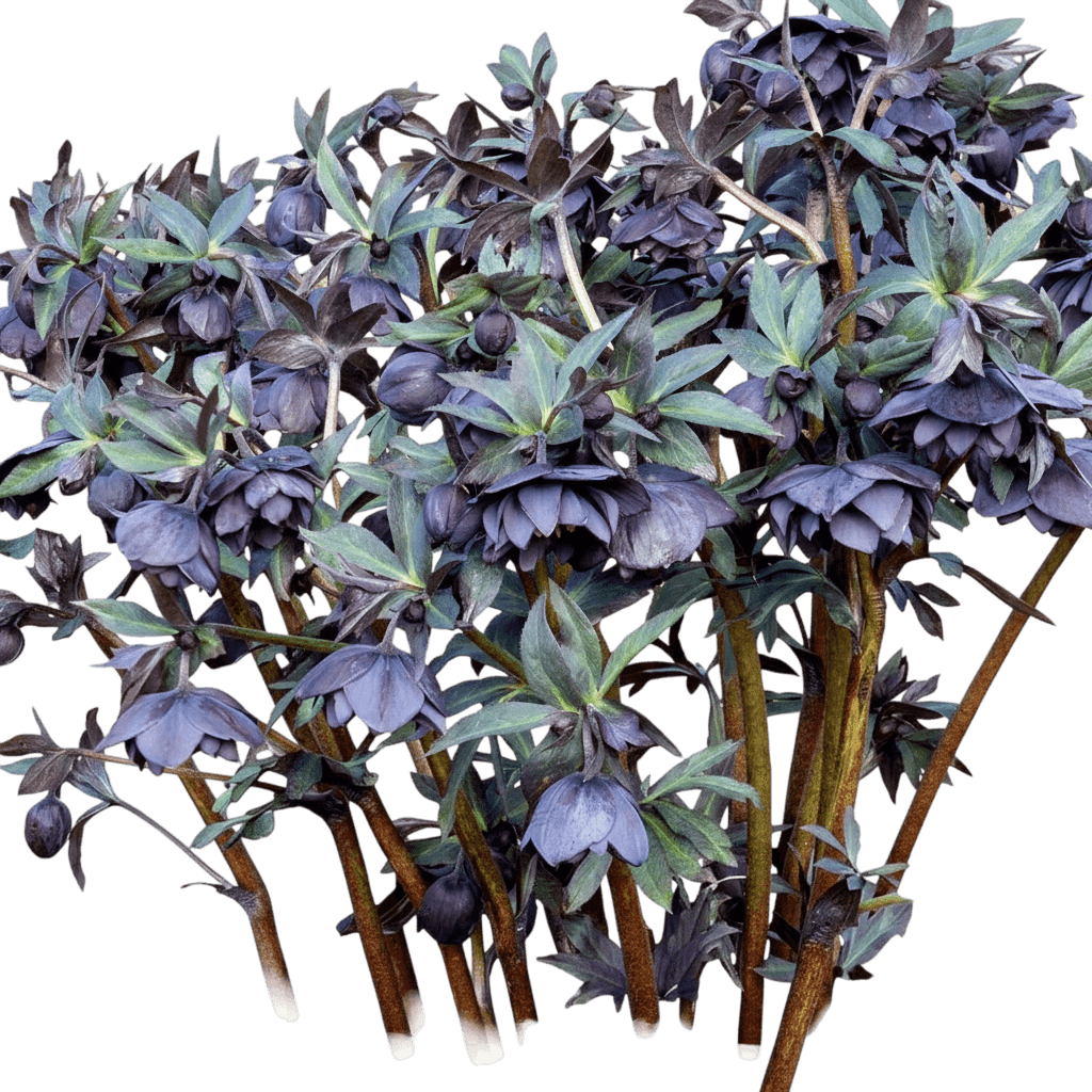 Lenten Rose (Helleborus X Hybridus Winter Jewels® 'Onyx Odyssey') - Perennials