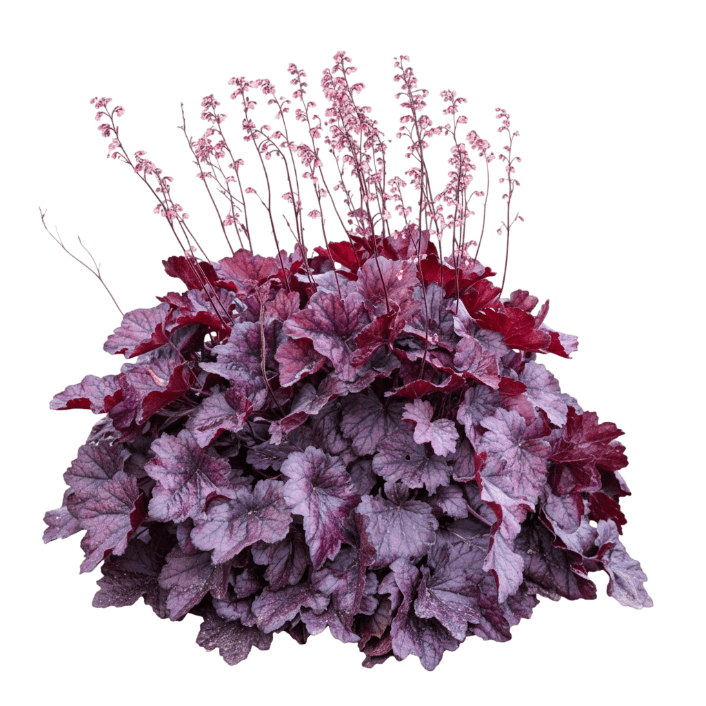 Berry Timeless Coral Bells (Heuchera 'Berry Timeless') - Perennials