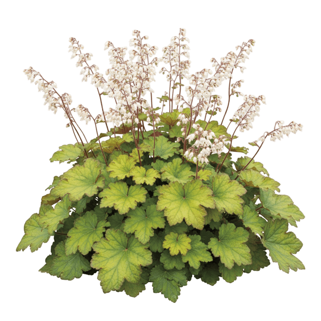 Guacamole Coral Bells (Heuchera 'Guacamole') - Perennials