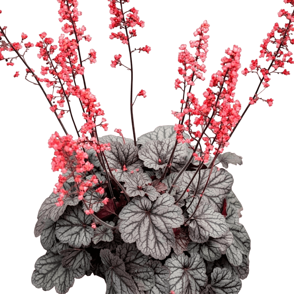 Silver Scrolls Coral Bells (Heuchera 'Silver Scrolls') - Perennials