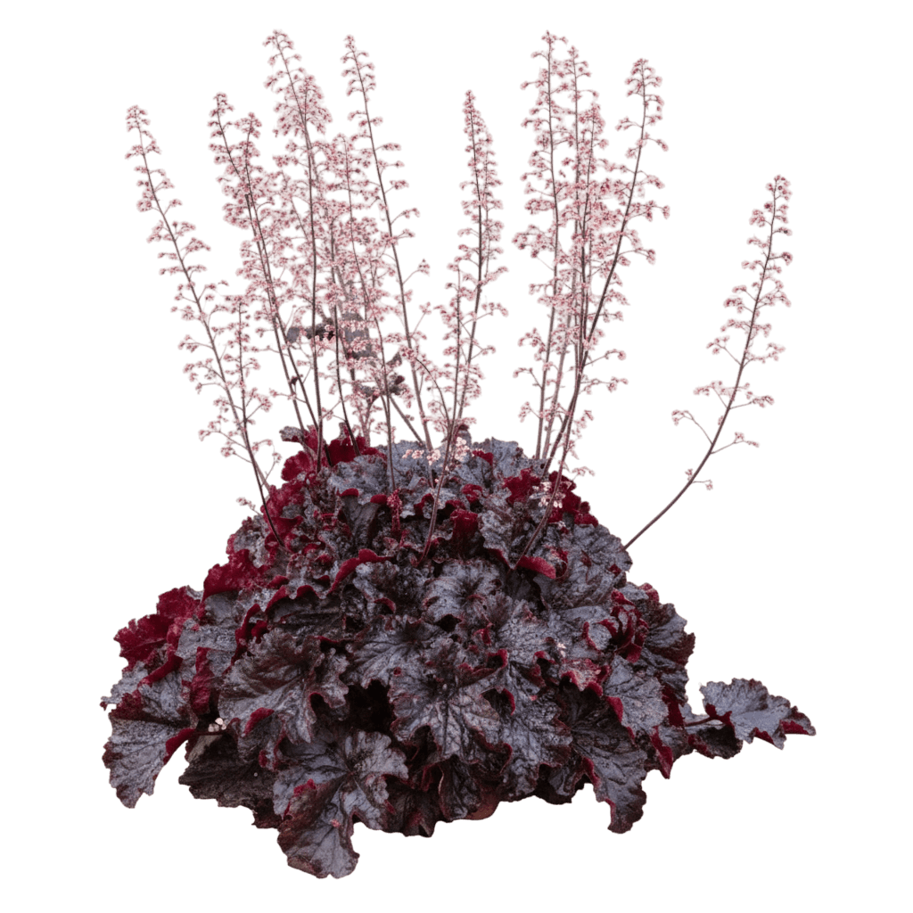Dressed Up™ Evening Gown Coral Bells (Heuchera Dressed Up 'Evening Gown') - Perennials