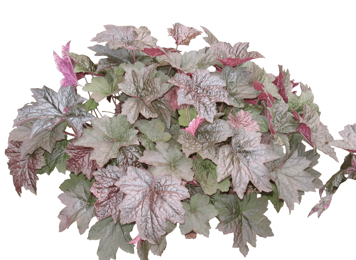 Palace Purple Coral Bells (Heuchera Micrantha Var. Diversifolia 'Palace Purple') - Perennials