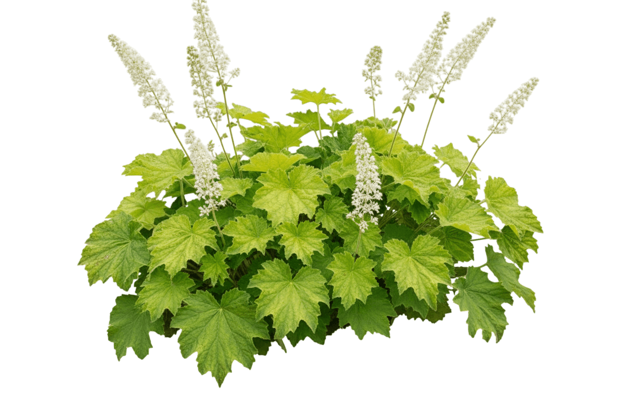 Coral Bells, 'Autumn Bride' (Heuchera Villosa Macrorrhiza 'Autumn Bride') - Perennials
