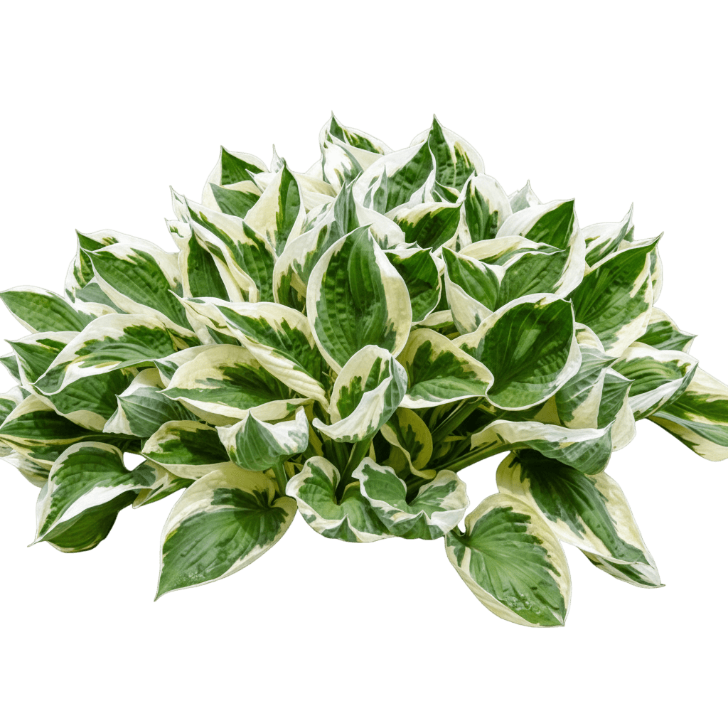 Earth Angel Hosta (Hosta 'Earth Angel') - Perennials