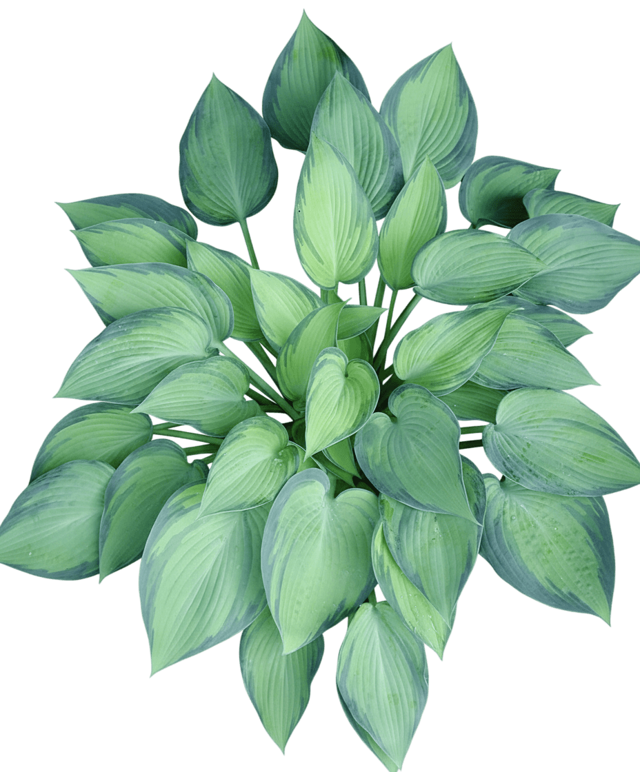 June Hosta (Hosta 'June') - Perennials
