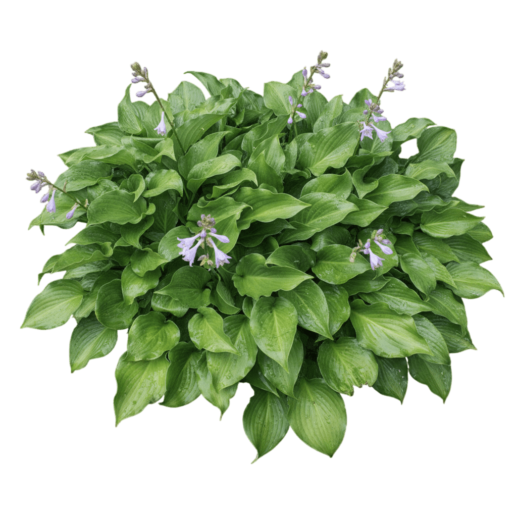 Neptune Hosta (Hosta 'Neptune') - Perennials