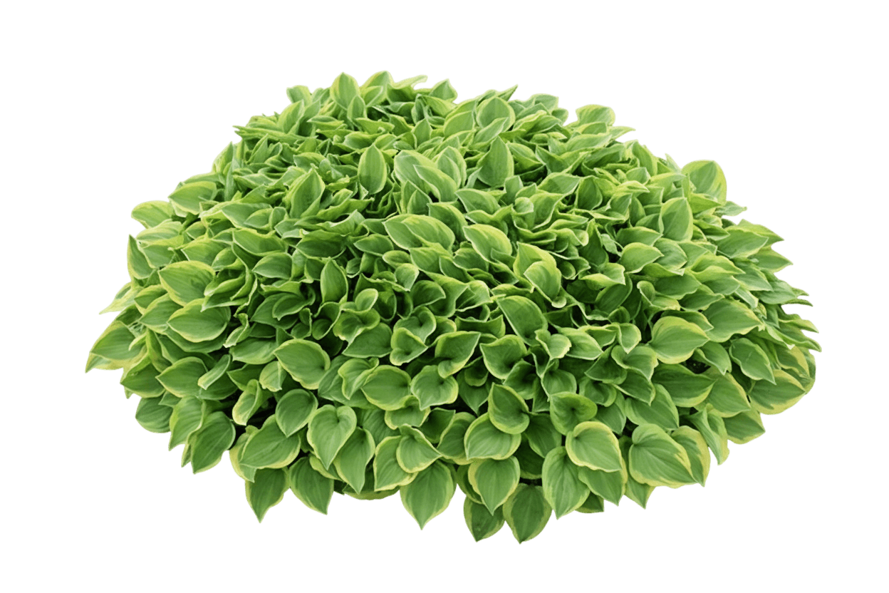 Plantain Lily (Hosta Xs Glory 'Paul') - Perennials