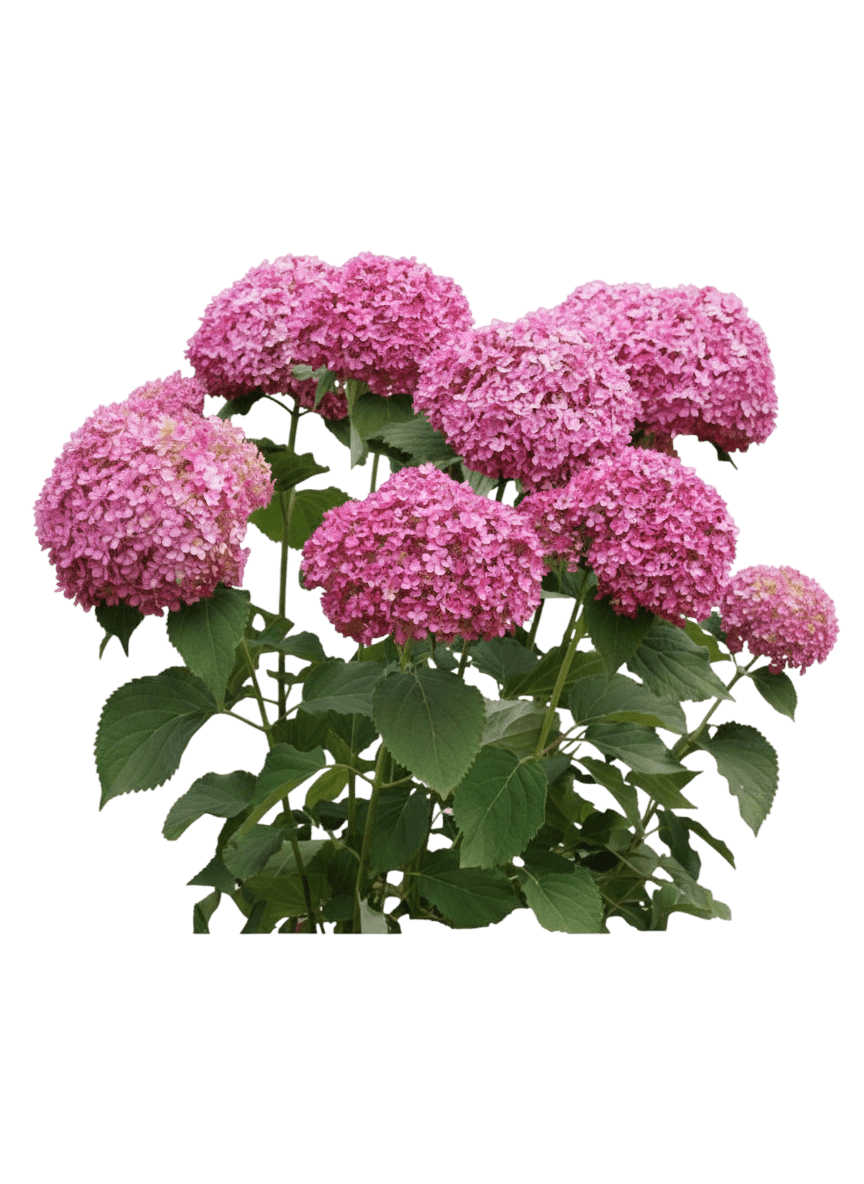 Dwarf Smooth Hydrangea (Hydrangea Absorescens Invincibelle Mini Mauvette®) - Ground Layers