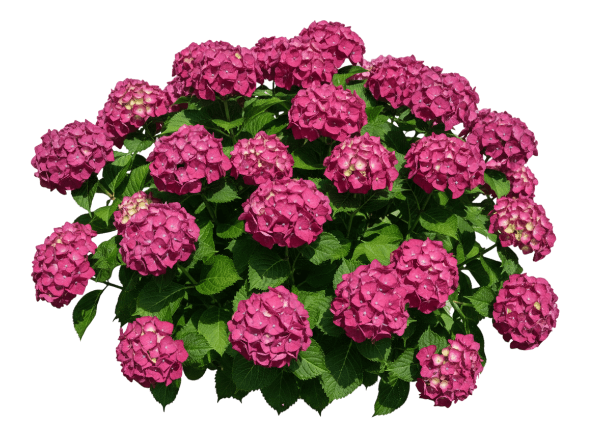 Summer Crush® Endless Summer® Hydrangea (Hydrangea Macrophylla Summer Crush 'Bailmacfive') - Ground Layers