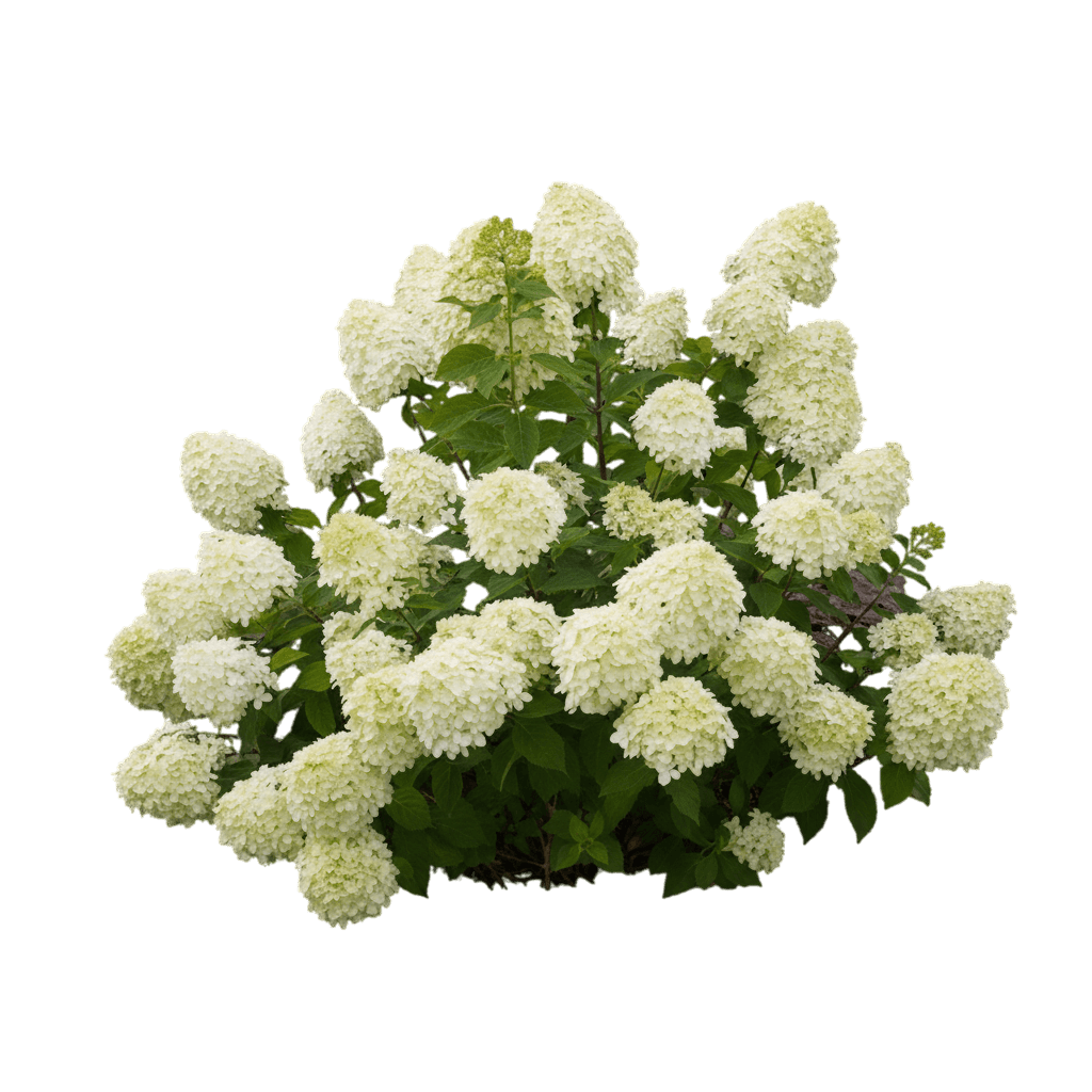 Little Lime® Panicle Hydrangea (Hydrangea Paniculata Little Lime 'Jane') - Ground Layers