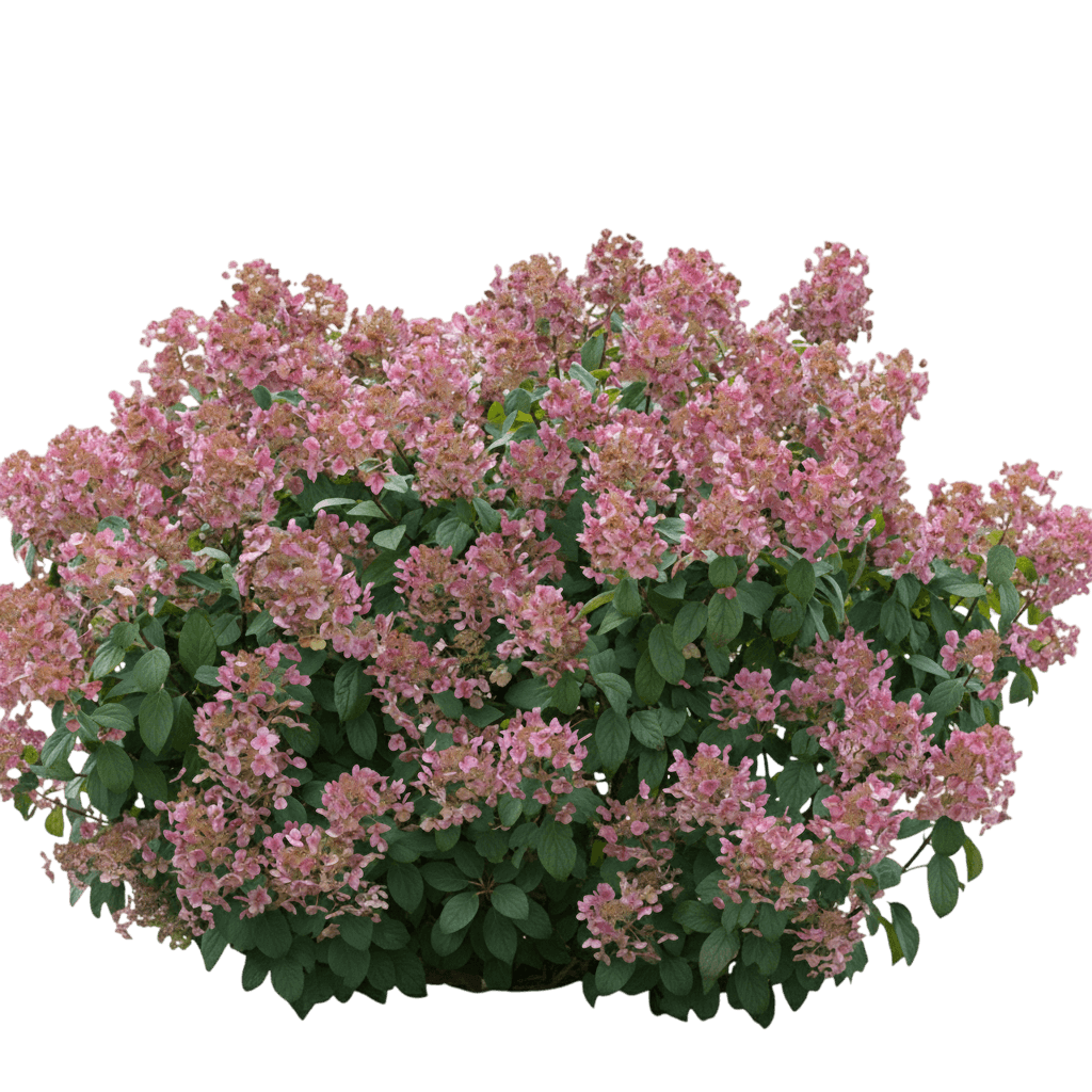 Little Quick Fire® Panicle Hydrangea (Hydrangea Paniculata Little Quick Fire 'Smhplqf') - Ground Layers