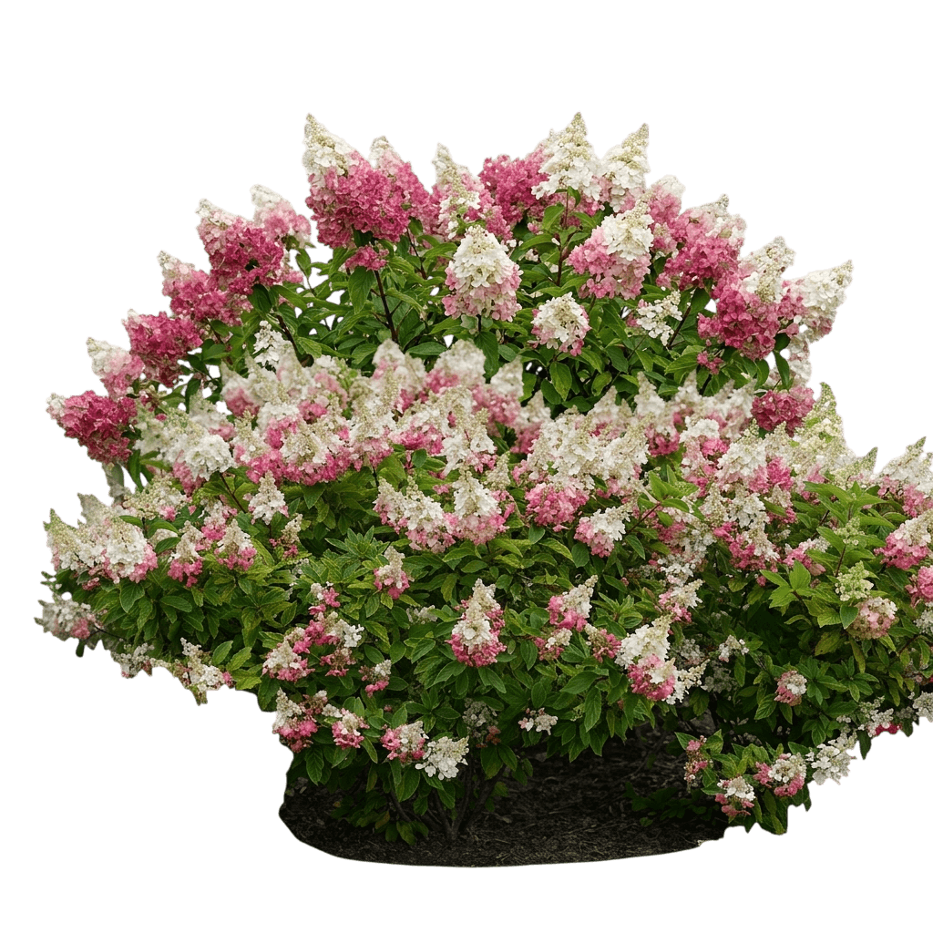Pinky Winky® Panicle Hydrangea (Hydrangea Paniculata Pinky Winky 'Dvppinky') - Ground Layers