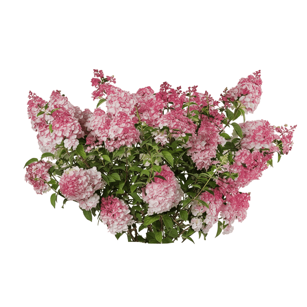Spring Sizzle® Panicle Hydrangea (Hydrangea Paniculata Spring Sizzle 'Bailpanthree') - Ground Layers