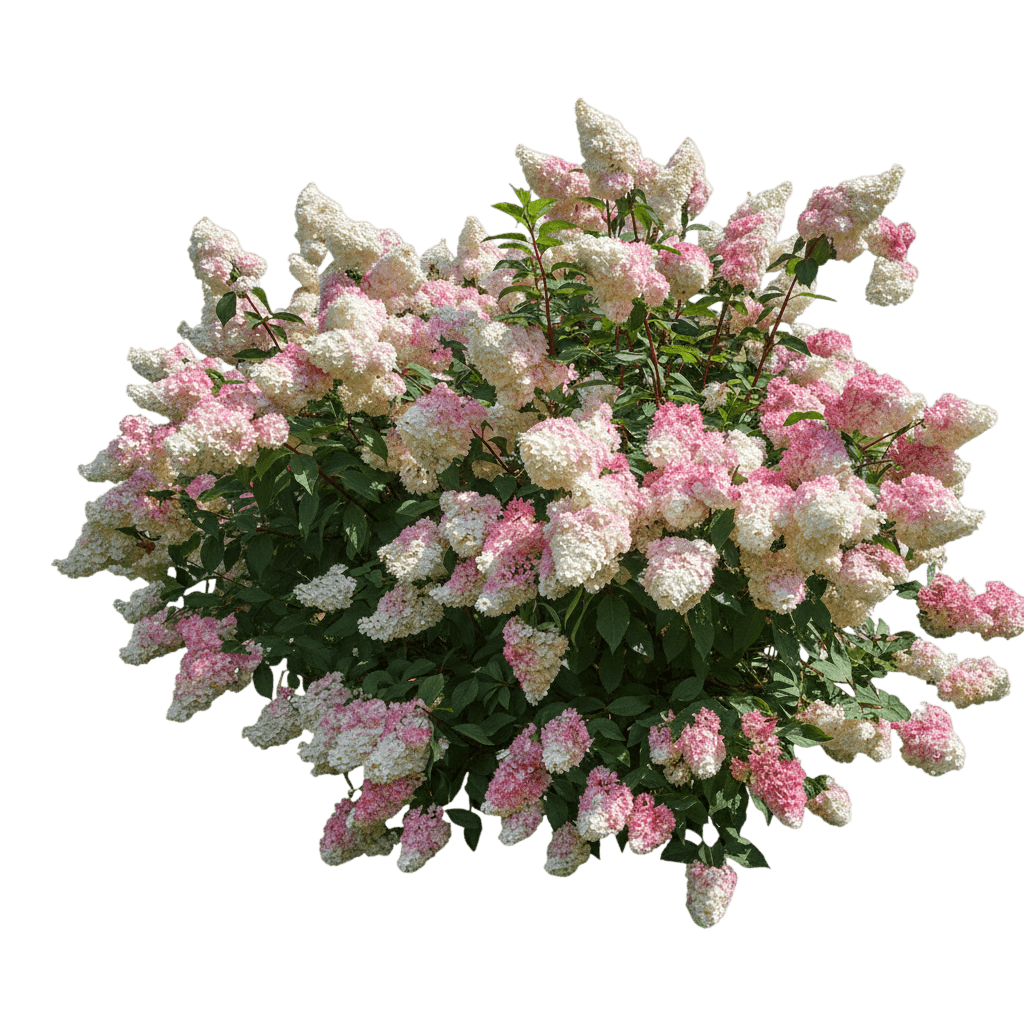 Vanilla Strawberry™ Panicle Hydrangea (Hydrangea Paniculata Vanilla Strawberry 'Renhy') - Ground Layers