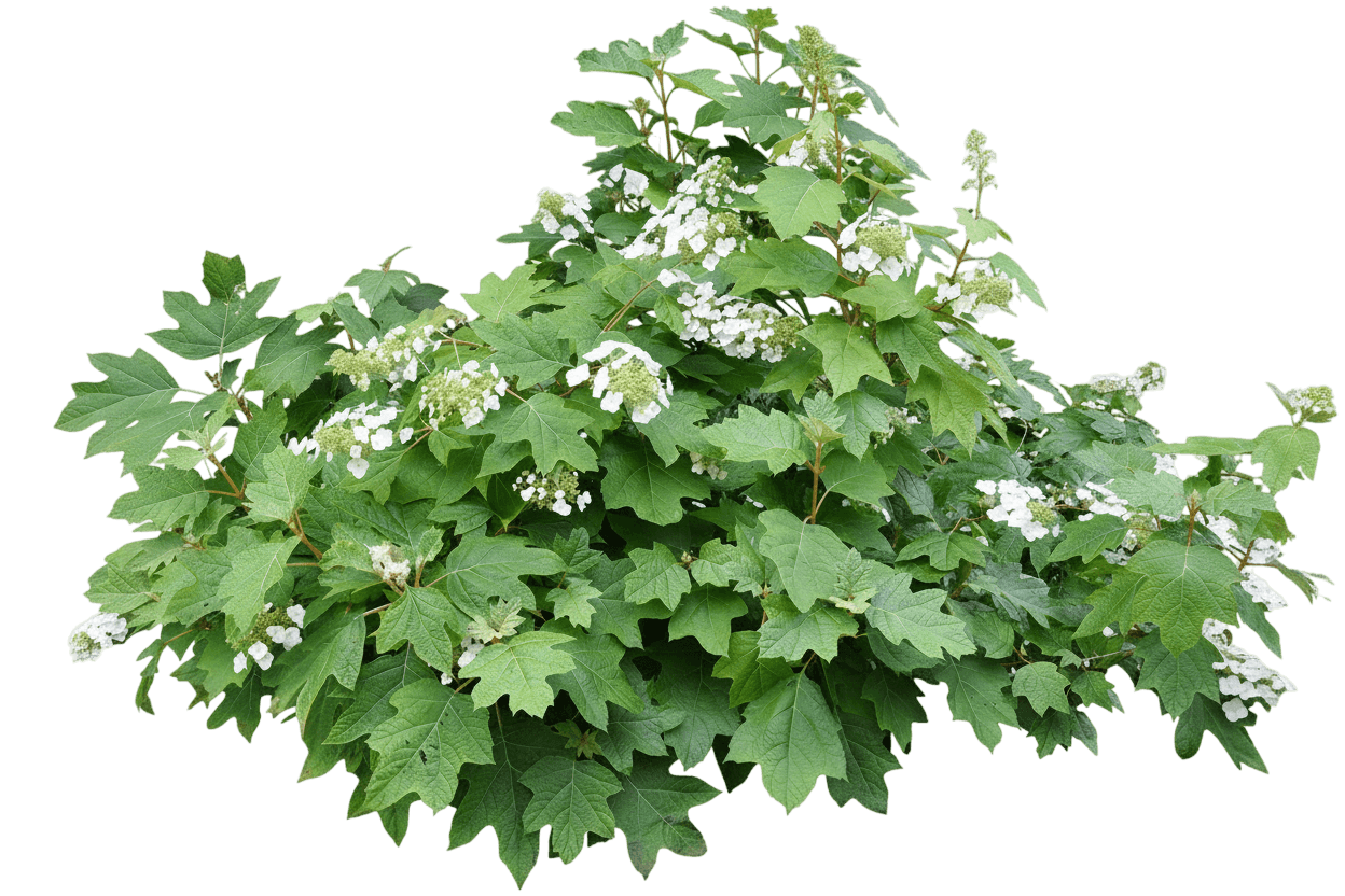 Queen Of Hearts Oakleaf Hydrangea (Hydrangea Quercifolia 'Queen Of Hearts') - Ground Layers
