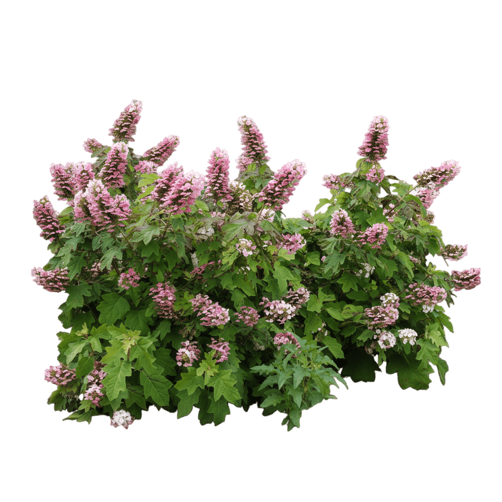 Gatsby Pink® Oakleaf Hydrangea (Hydrangea Quercifolia Gatsby Pink 'Joann') - Ground Layers