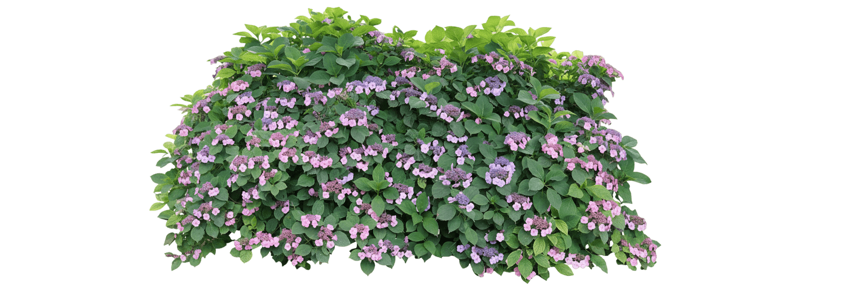 Tuff Stuff Top Fun™ Mountain Hydrangea (Hydrangea Serrata 'Smnhsg Tuff Stuff Top Fun') - Ground Layers