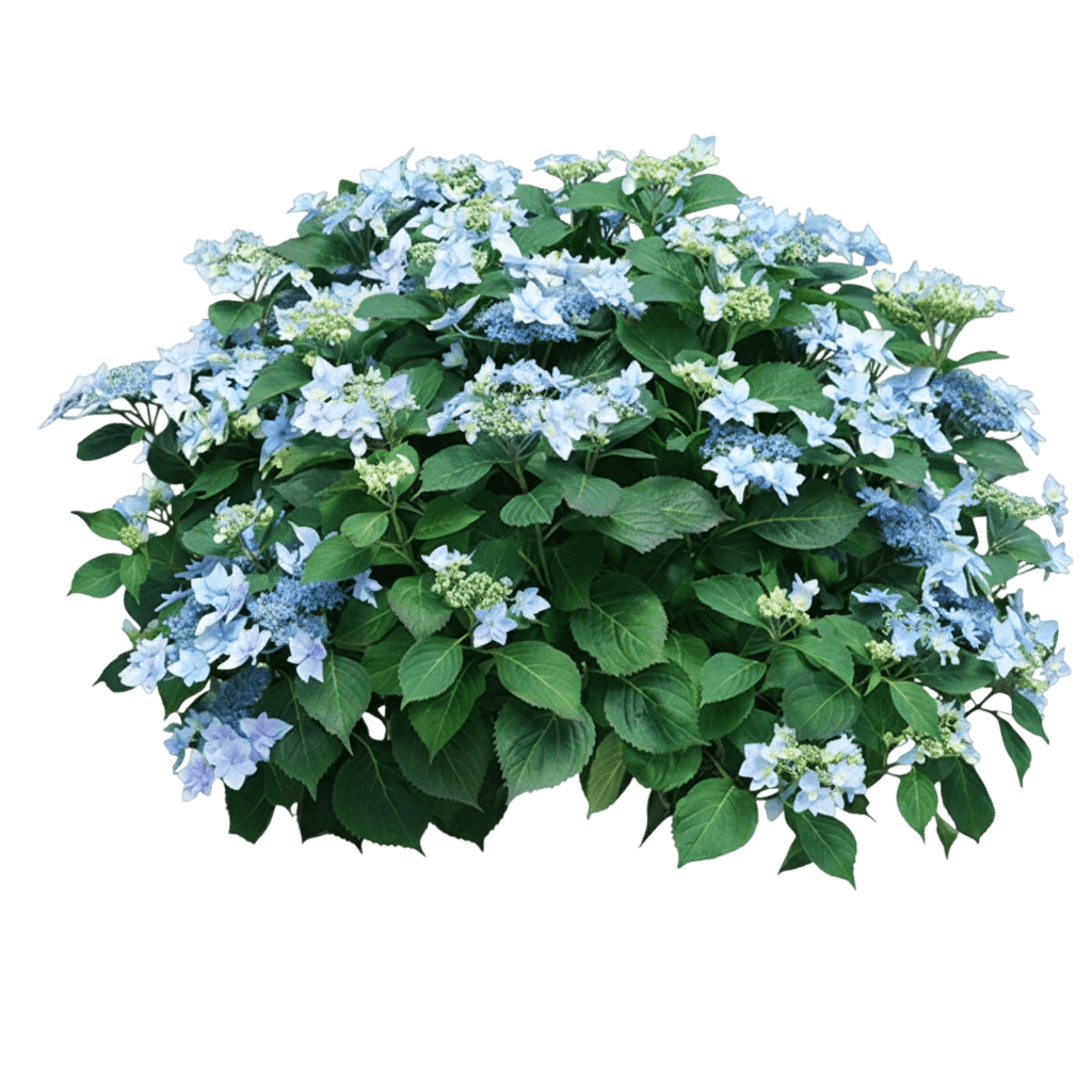 Tuff Stuff Ah-Ha® Mountain Hydrangea (Hydrangea Serrata Tuff Stuff Ah-Ha 'Smnhsdd') - Ground Layers