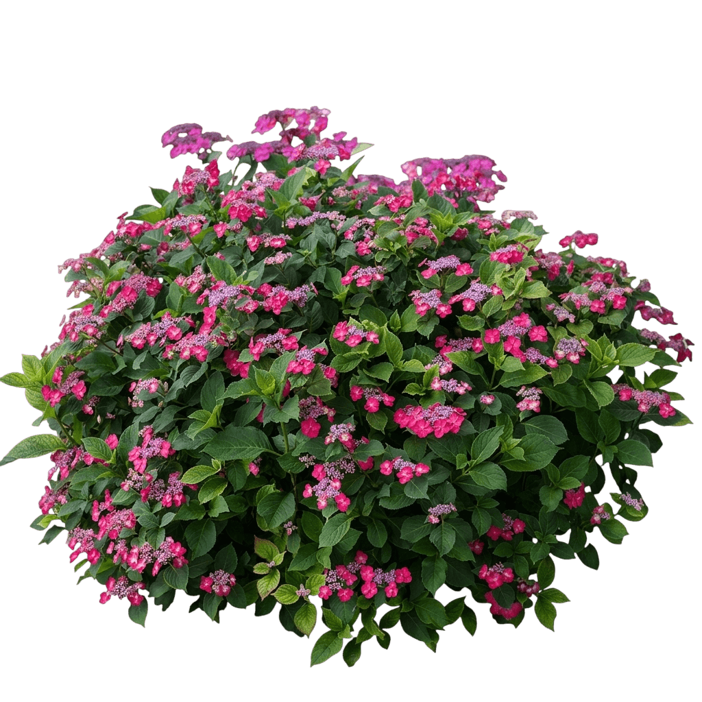 Tuff Stuff™ Red Mountain Hydrangea (Hydrangea Serrata Tuff Stuff Red 'Smnmaktsr') - Ground Layers