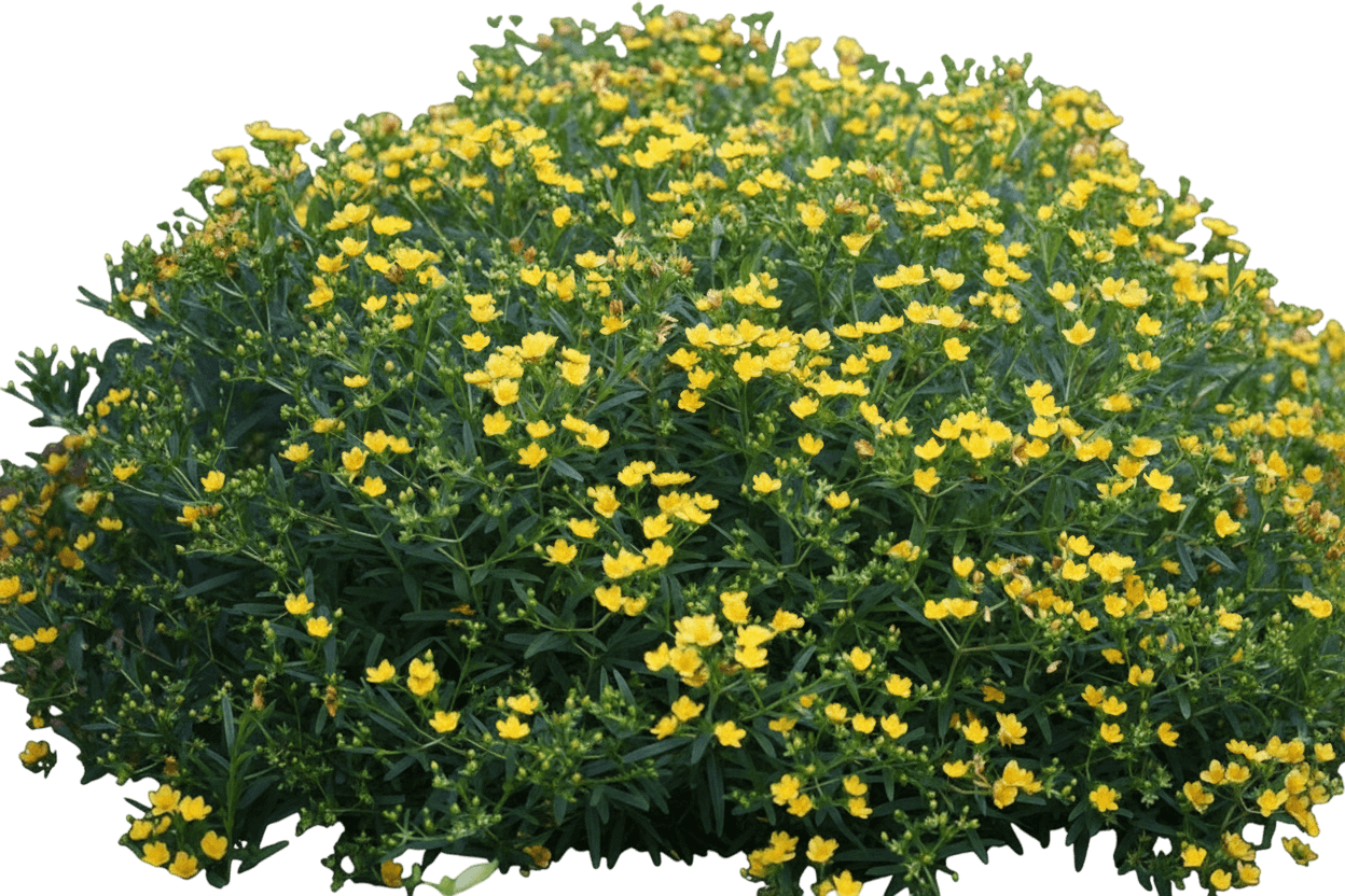 Sunny Boulevard® Hypericum (Hypericum Kalmianum Sunny Boulevard 'Deppe') - Ground Layers