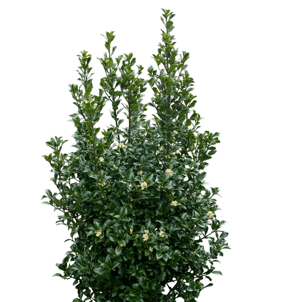 Castle Wall® Holly (Male) (Ilex X Meserveae Castle Wall 'Heckenstar') - Ground Layers