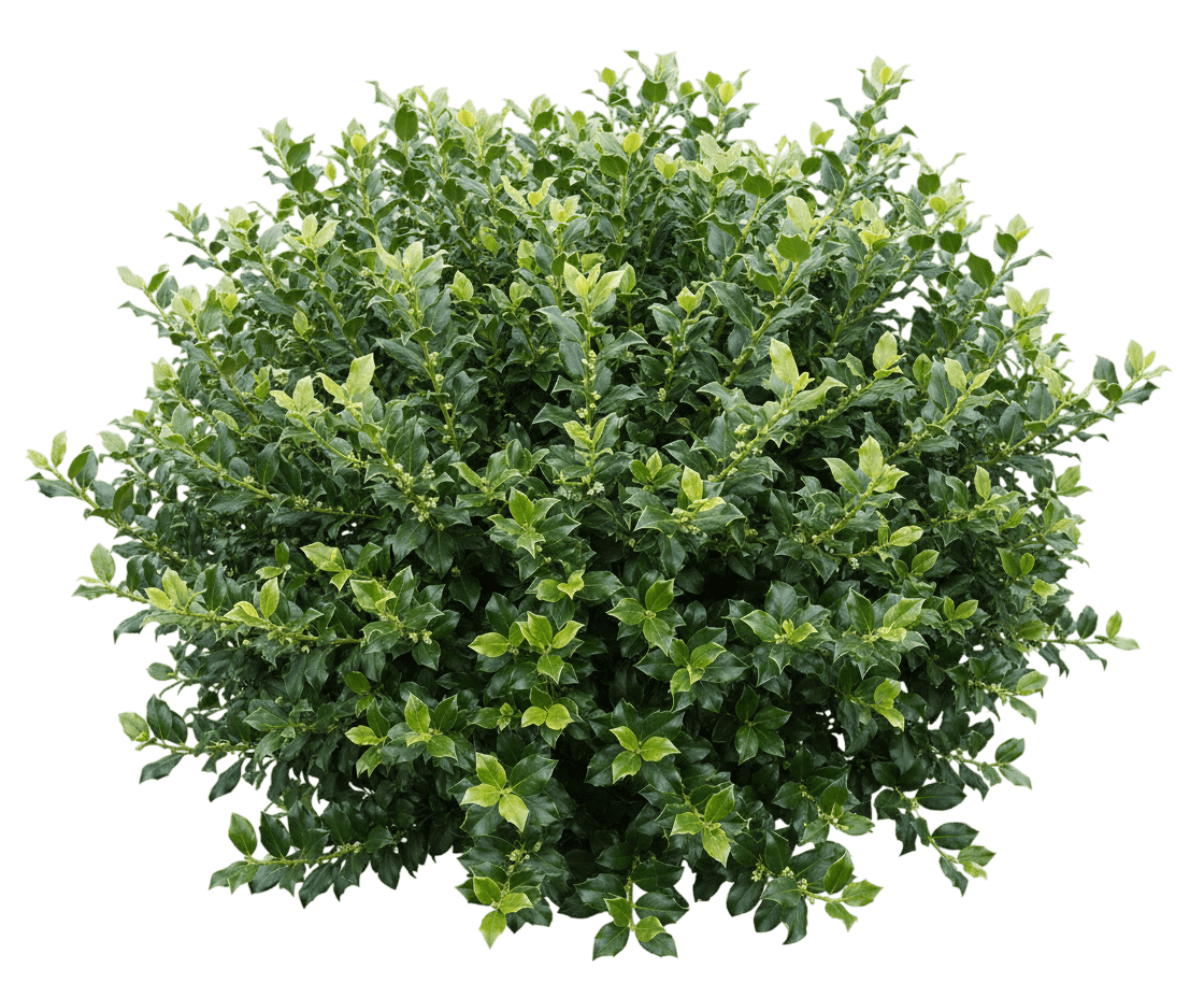 china boy holly (male) (Ilex X Meserveae China Boy 'Mesdob') - Ground-layer plants