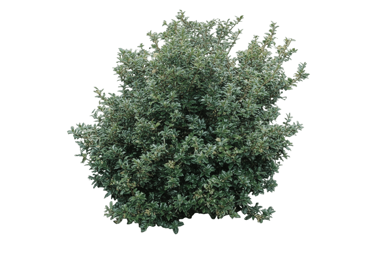 Blue Prince Holly (Male) (Ilex X Meserveae 'Blue Prince') - Ground Layers