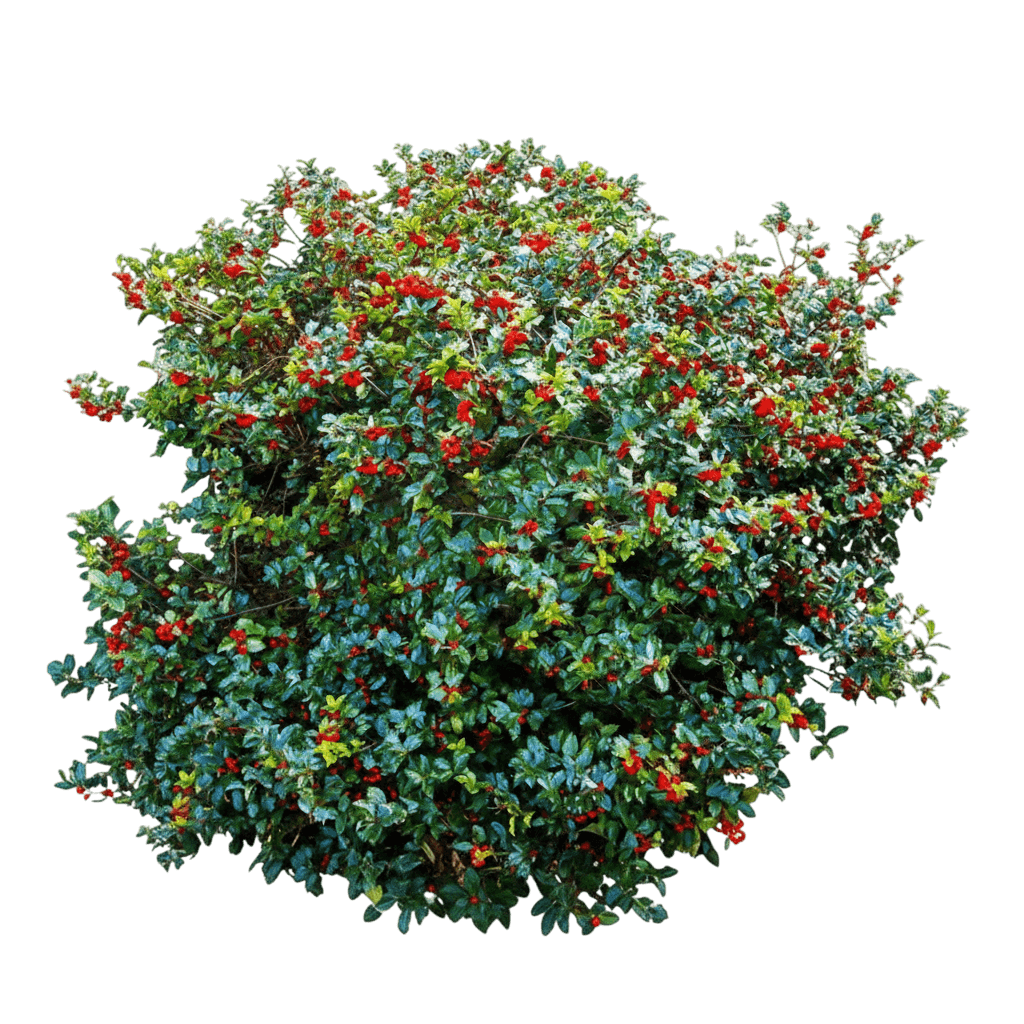 Holly, Blue Princess And Prince (Ilex X Meserveae 'Blue Princess & Prince') - Ground Layers