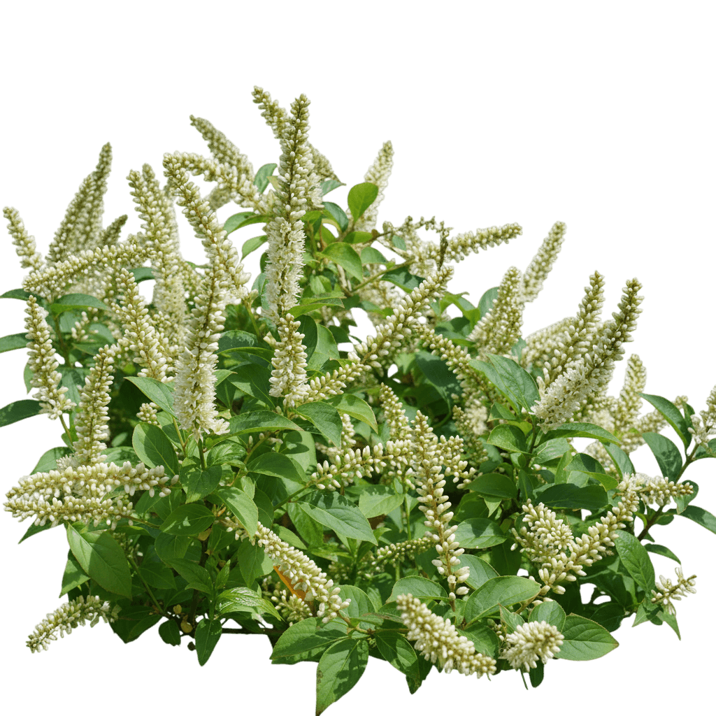 Fizzy Mizzy® Sweetspire (Itea Virginica Fizzy Mizzy 'Smnivmm') - Ground Layers