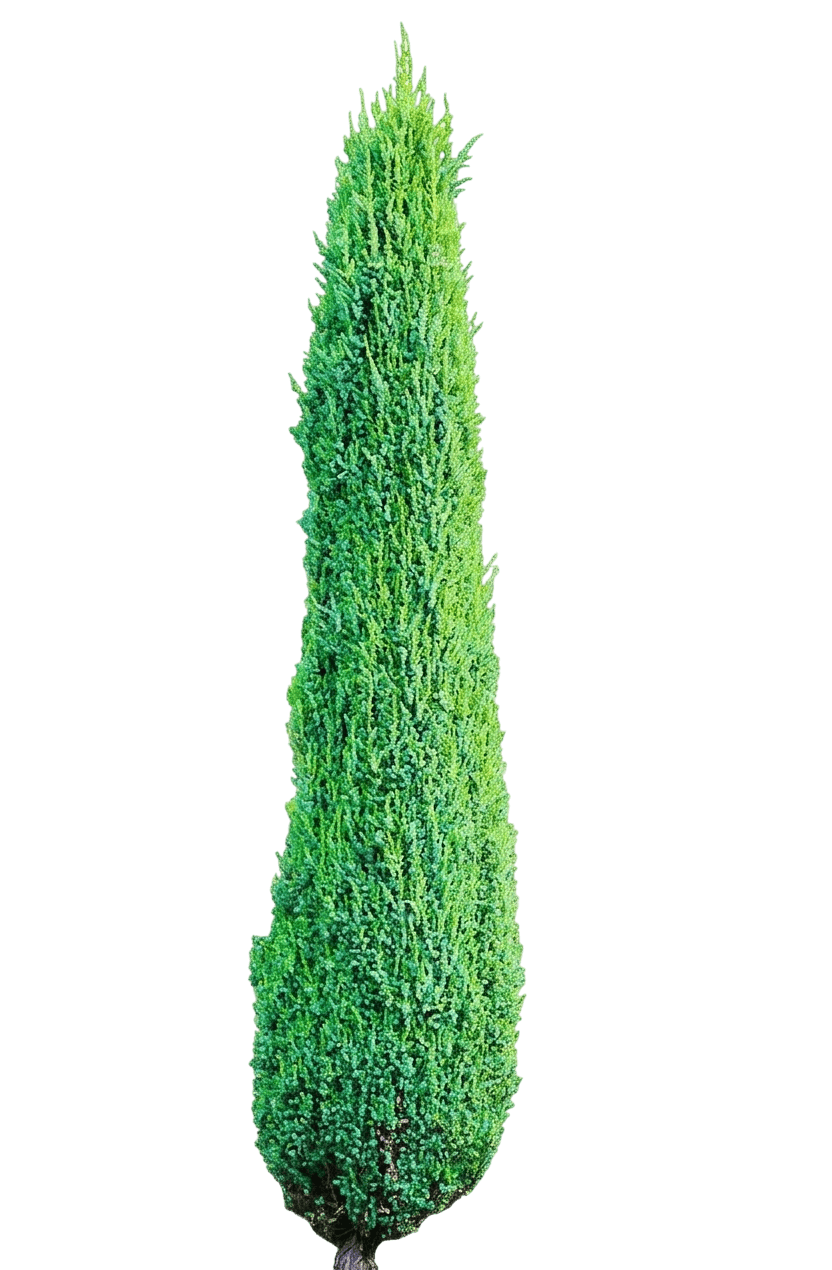 Pencil Point Common Juniper (Juniperus Communis Pencil Point 'Sentinel') - Evergreen Trees