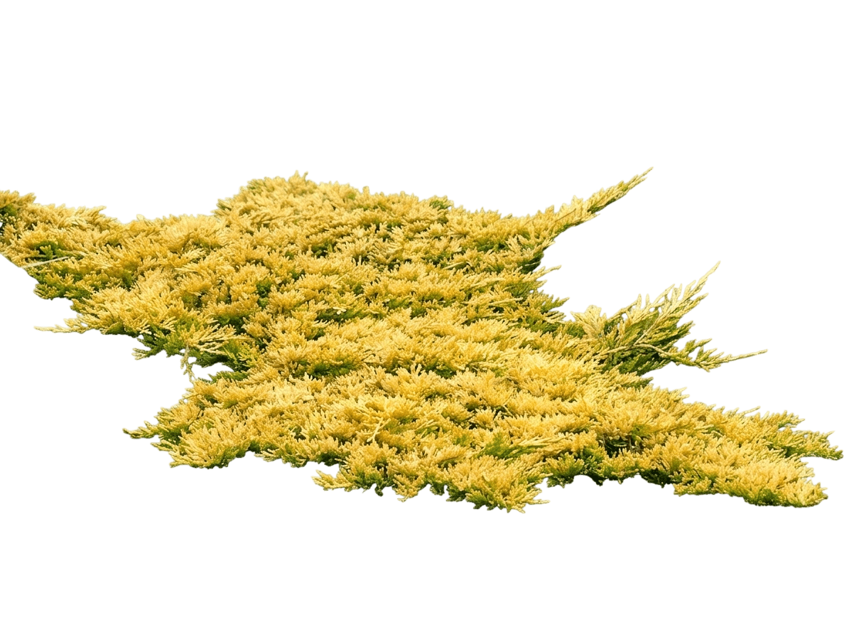 Mother Lode Creeping Juniper (Juniperus Horizontalis Iseli 'Mother Lode') - Ground Layers