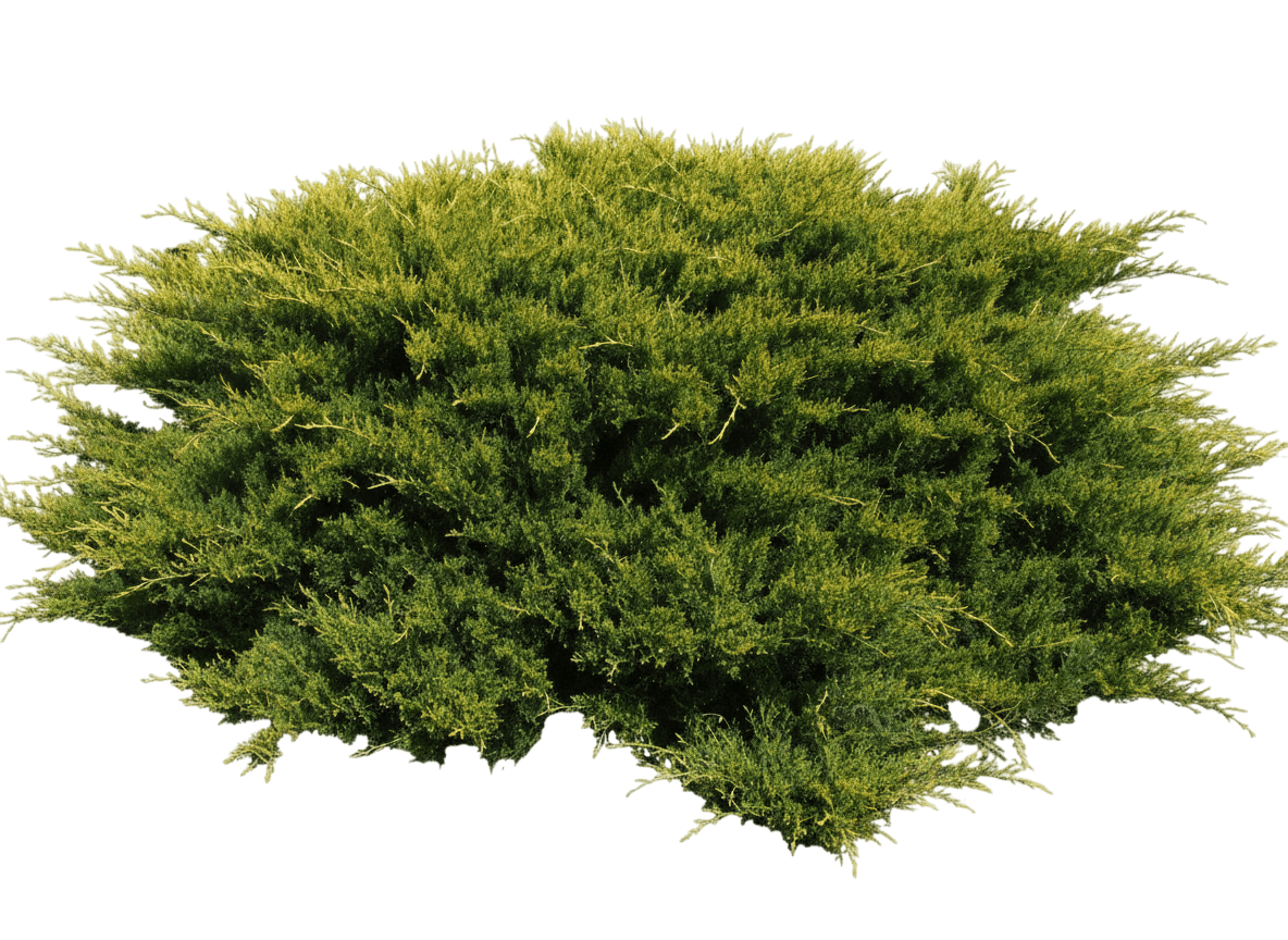 Juniper, Skandia (Juniperus Sabina 'Skandia') - Ground Layers