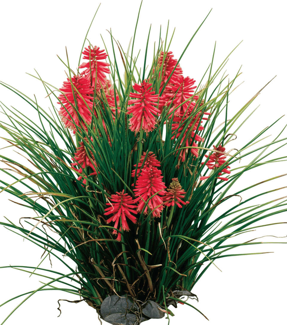 Border Ballet Red Hot Poker (Kniphofia X 'Border Ballet') - Perennials