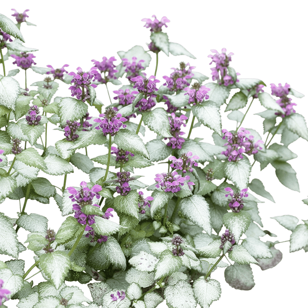 Nettle, Spotted, Orchid Frost (Lamium Maculatum Pp 11122 'Orchid Frost') - Ground Layers
