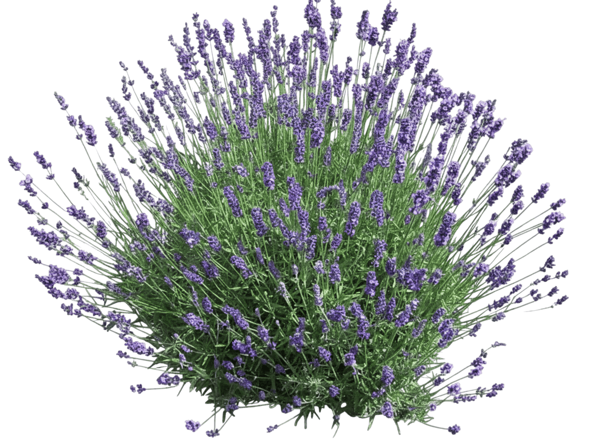 Blue Cushion Lavender (Lavandula Angustifolia Blue Cushion 'Lavandula Schola') - Ground Layers