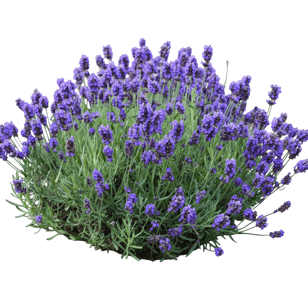 Sweet Romance Lavender (Lavandula Angustifolia Sweet Romance 'Kerlavangem') - Ground Layers